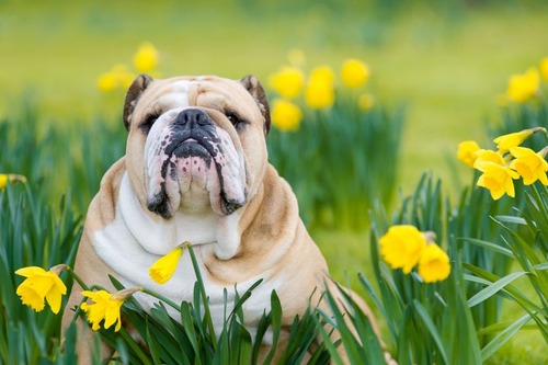 春の訪れを感じるような犬＋花の画像14