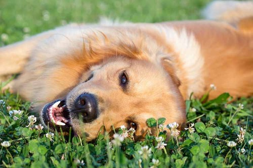 春の訪れを感じるような犬+花の画像5