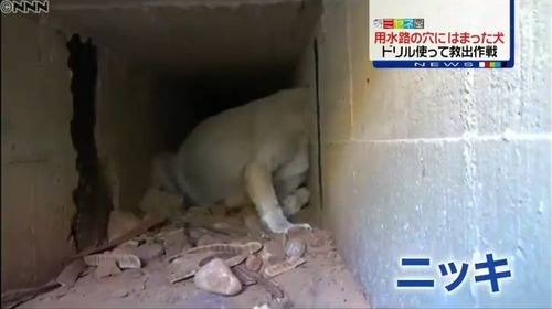 壁の穴にはまった野良犬ニッキを救え2