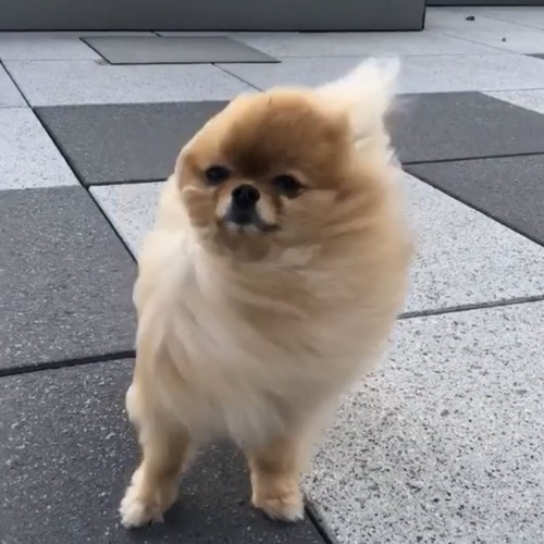 強風にたなびくポメラニアンが可愛さ4