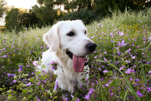 春の訪れを感じるような犬＋花の画像9
