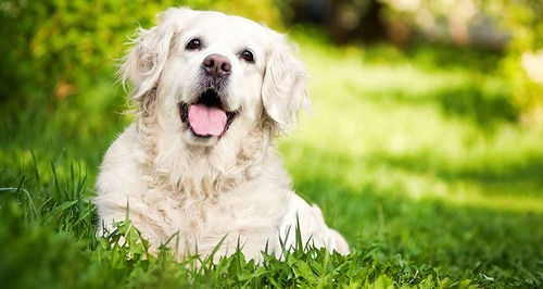 春の訪れを感じるような犬+花の画像2