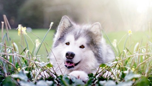 春の訪れを感じるような犬+花の画像11