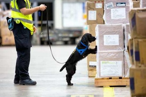 英空港の探知犬チーム、発見物はチーズやソーセージばかり