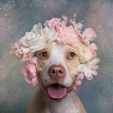 犬を殺処分から救いたい3