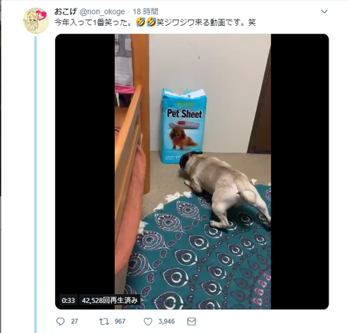 パグさん、犬の写真と闘ってしまう