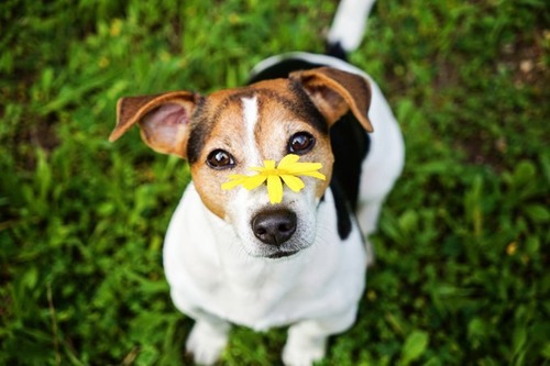 春の訪れを感じるような犬＋花の画像13