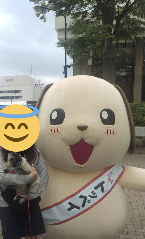 初めて着ぐるみを見た犬の顔