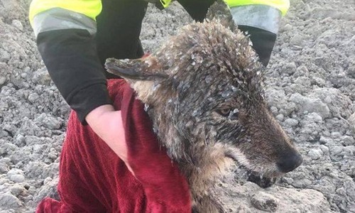 「極寒の川に犬が！いま助けるぞ！」→オオカミでした2