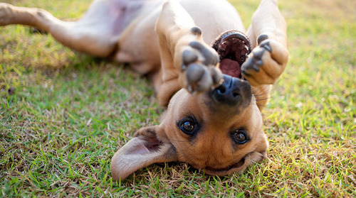 春の訪れを感じるような犬+花の画像7