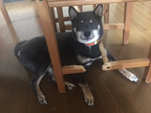 柴犬「ごちそうさまでした」