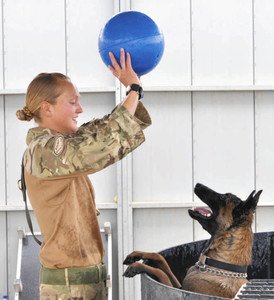 爆発物探知犬、37万人の署名により殺処分見直し