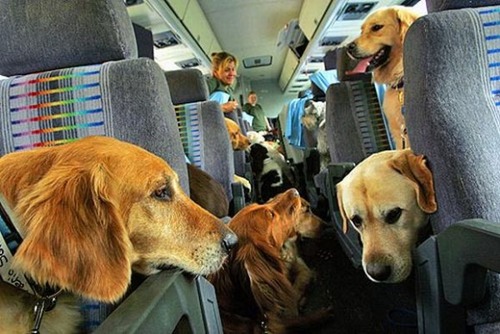愛犬と並んで空の旅