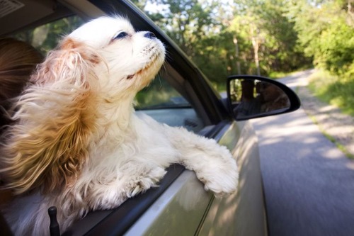車の窓から顔を出して風と戯れる犬画像14