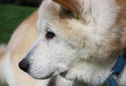 老犬の介護や病気・認知症について語るスレ