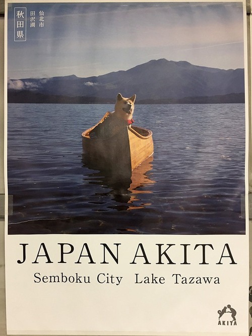 秋田県のポスターの秋田犬が可愛すぎる4