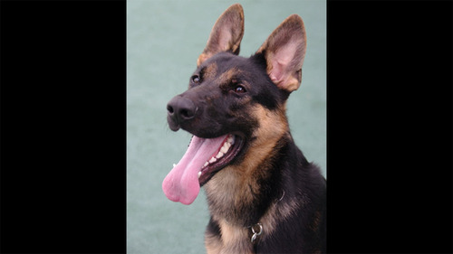 警察犬アリスト号