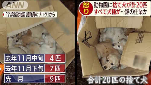 動物園に捨て犬が20匹！
