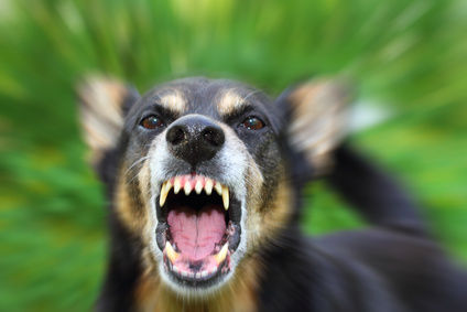 犬「ワン!!!」