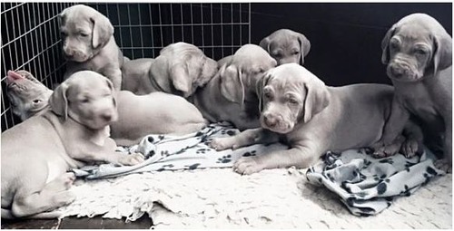 犬は飼い主の匂いを嗅ぐと「前向きな気持ち」になる