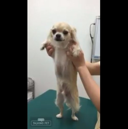 騙されて注射に連れてこられたワンコの気持ち