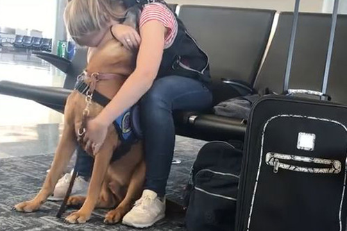 発作を起こした女性を落ち着かせる介助犬
