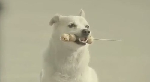【動画】恩返しをする犬