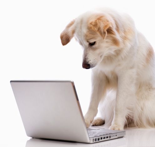 犬の世界の大型掲示板で建ってそうなスレ