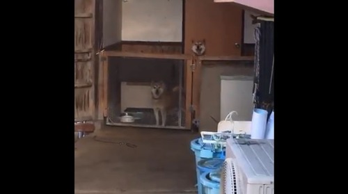 実家に帰ると柴犬たちが歓迎してくれる