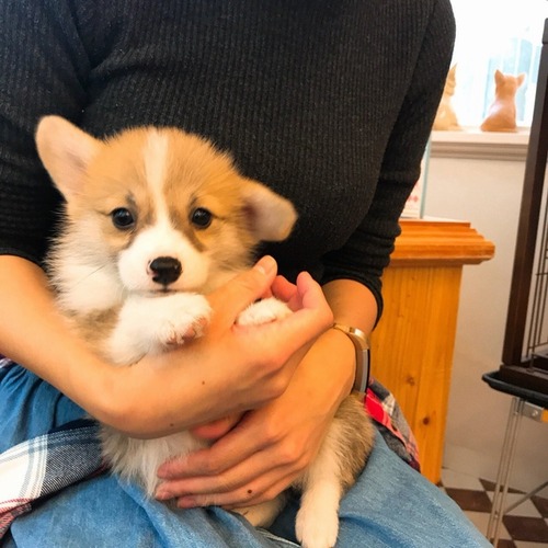 #TLをおちびでいっぱいにしてほしい