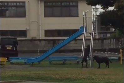 公園で犬が滑り台で遊んでた
