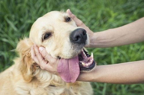 みんなは犬を撫でる時にどんな声かけてる？