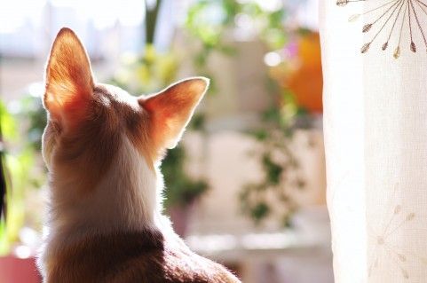ハッと飛び起き地震を察知した2匹の犬