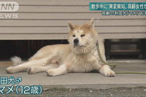 高齢秋田犬がお手柄　散歩中におばあちゃん助ける