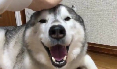 撫でるのをやめた途端笑顔が消える素直すぎるハスキー