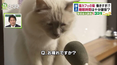 猫カフェの猫、働きすぎて労働基準違反か2