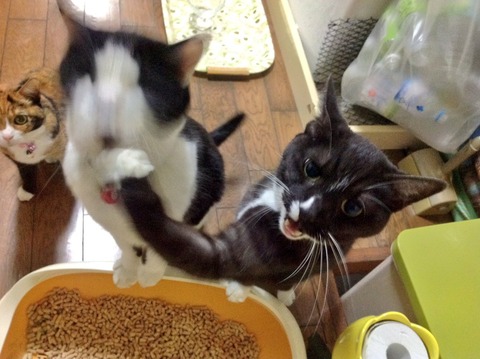 本気の猫パンチwwwww6
