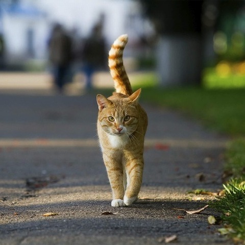 野良猫をなつかせる方法教えて