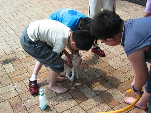 ニャッハー!トイレで溺れかけていたネコ2