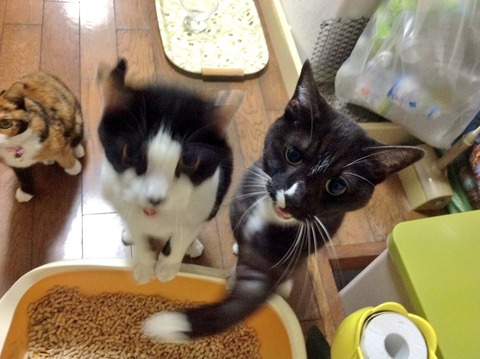 本気の猫パンチwwwww5