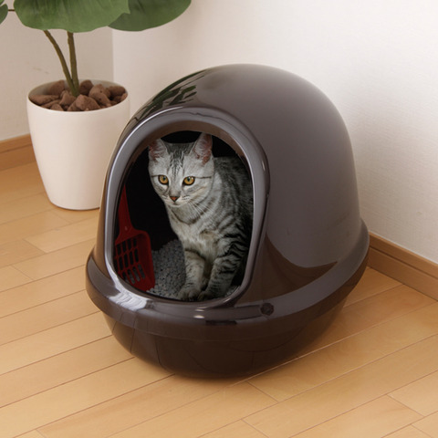 ネコって朝自分のウンコ消滅するのどう思ってるの?
