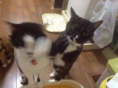 本気の猫パンチwwwww3