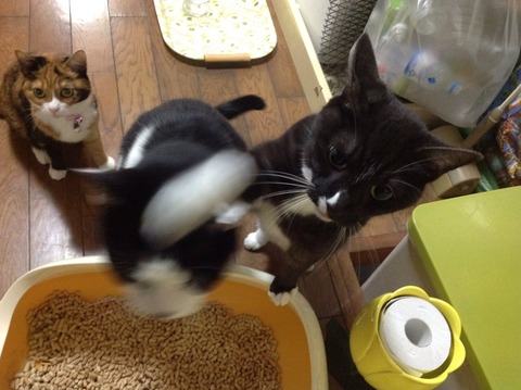 本気の猫パンチwwwww2