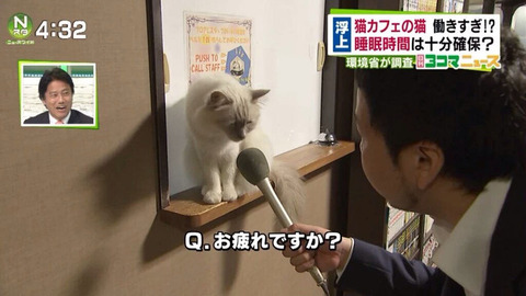 【画像】猫カフェの猫、働きすぎて労働基準違反 …