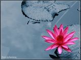 Namlong1