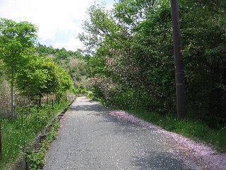 散る山桜
