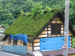 屋根から木が