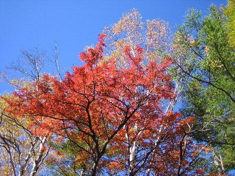 大08
