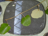 DSC02702