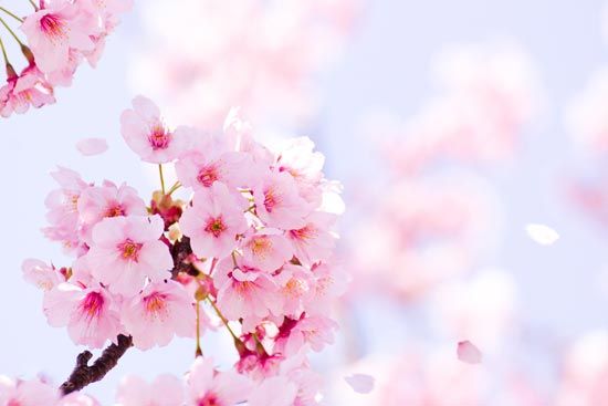 sakura101